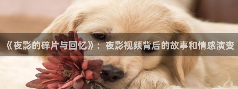 草莓视频旧址www在线：《夜影的碎片与回忆》：夜影视频背后的故事和情感演变